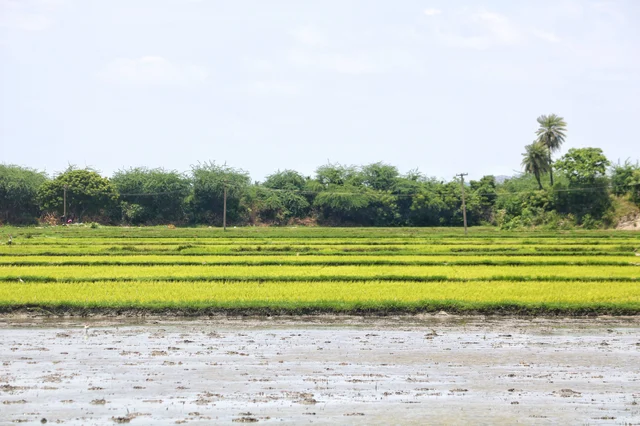 வயல்