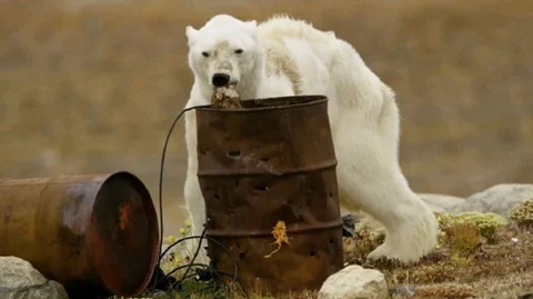 Polar Beers