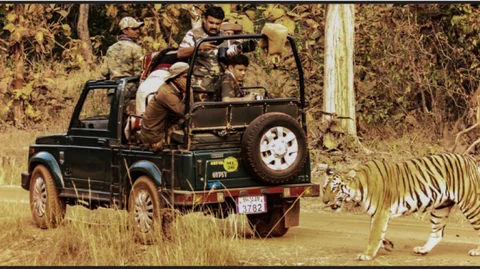 Tiger