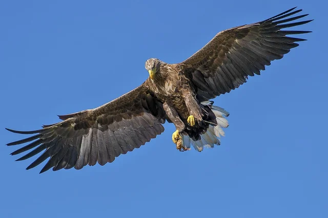 bird