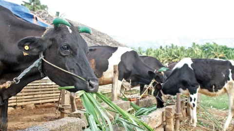 Cows