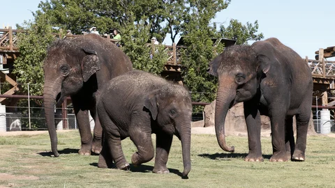 Elephants