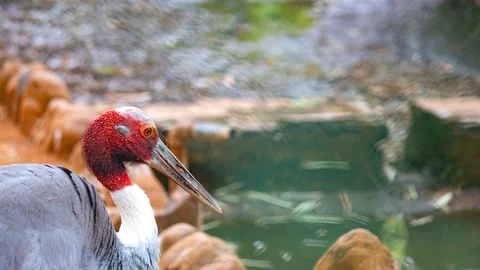 Rosy Pelican Chick
