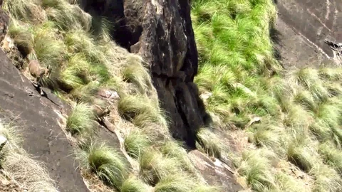 Nilgiri tahr