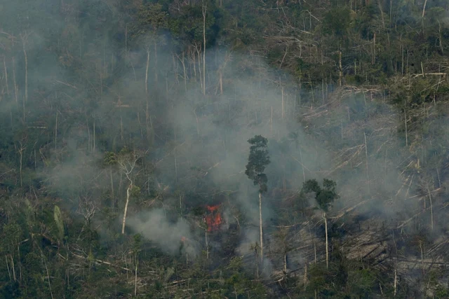 Amazon forests