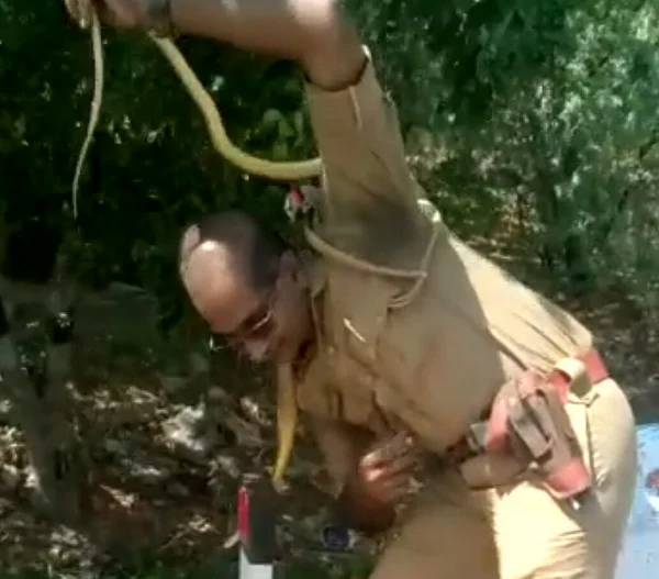 கீழே இறங்கிய பாம்பு