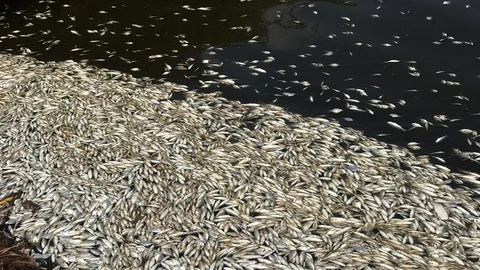 Dead fish