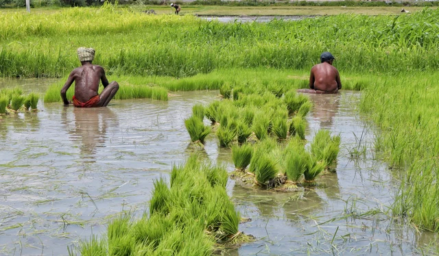 நெல் நாற்றுக்களை நடவுசெய்யும் விவசாயிகள்