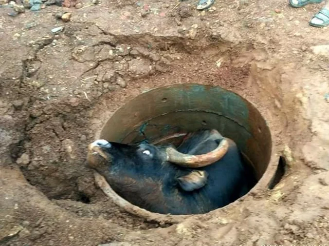 Indian Gaur