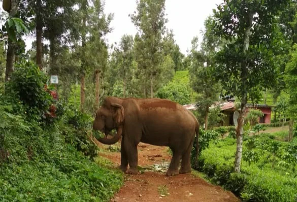 elephant