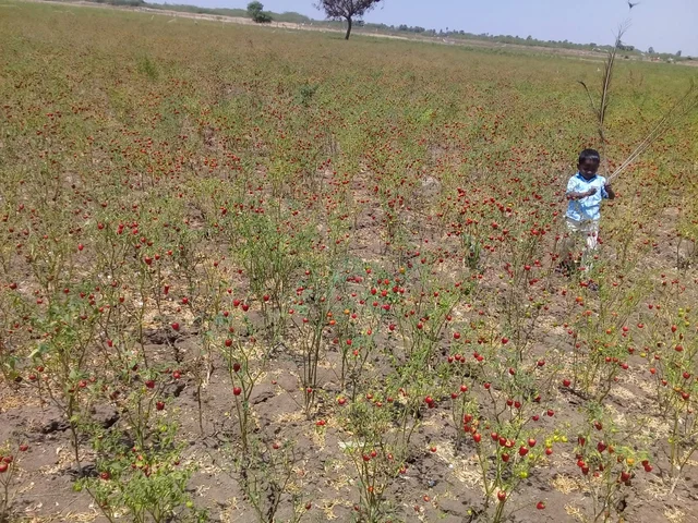 மிளகாய்ச் செடிகள்