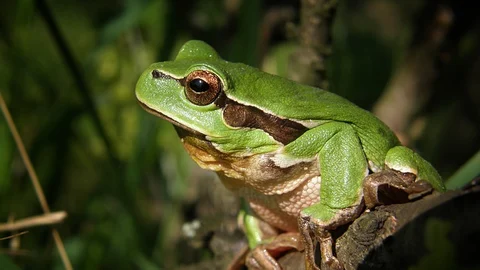 Frog