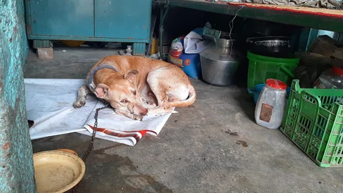 dog