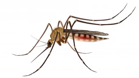 Dengue