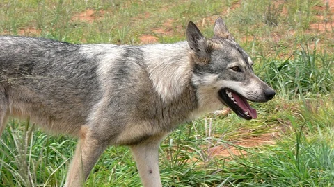 rabies virus