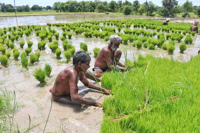 நெல் நாற்றுக்களை நடவுசெய்யும் விவசாயிகள்
