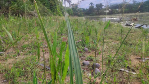 தற்போது முளைத்த நிலையில் பனை