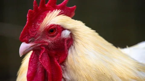 Rooster