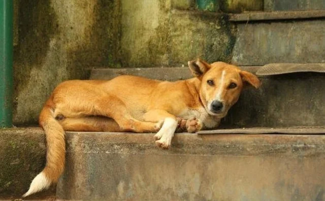 Dog - File photo