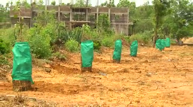 tree planting