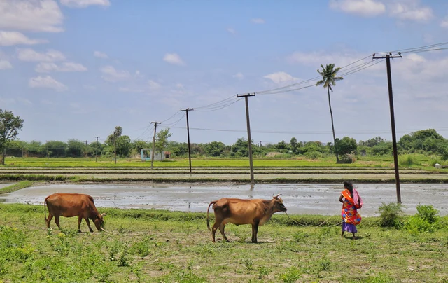 வயல்