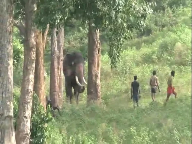 Mudumalai Kumki elephant Jhon