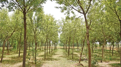 Neem Trees