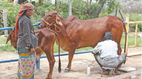 cow