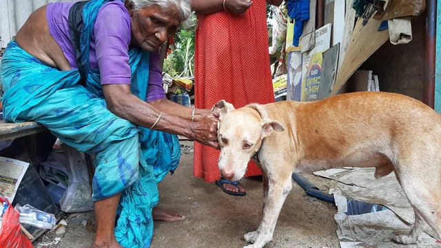 dog