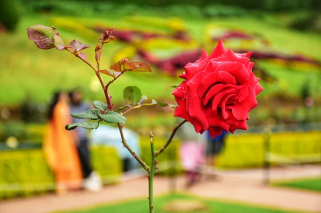 Ooty Rose Garden