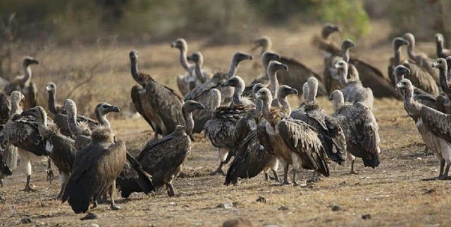 vulture