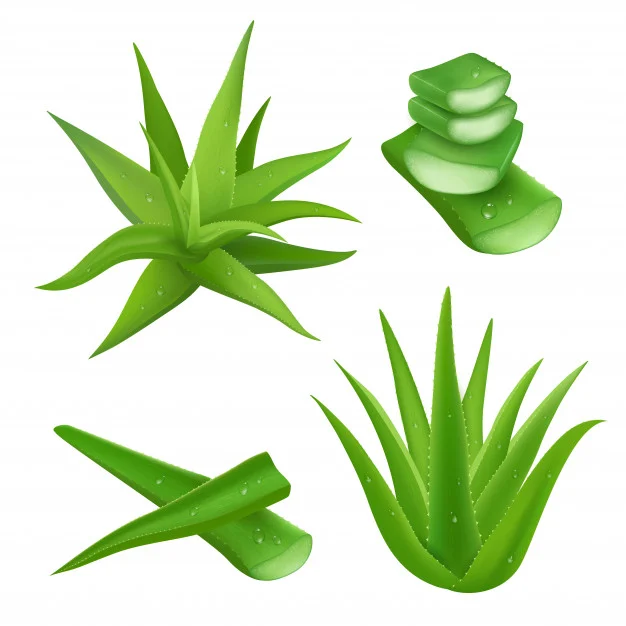 Aloe vera