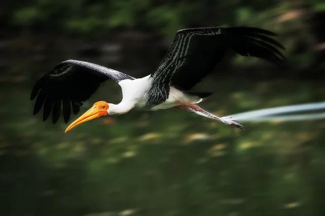 birds