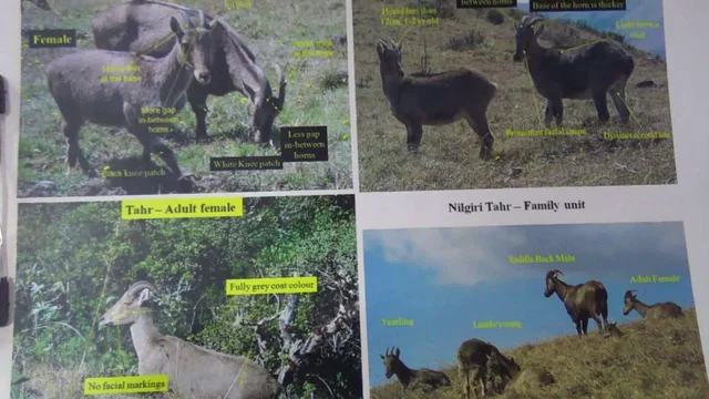 Nilgiri tahr