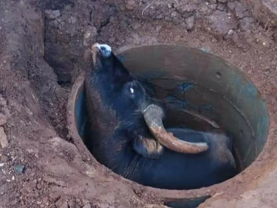 Indian Gaur