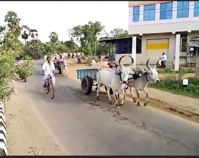 பறிமுதல் செய்யப்பட்ட மாட்டுவண்டிகள்