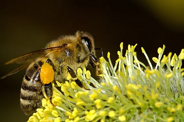 Honey