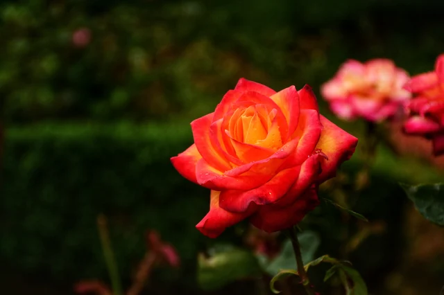 Ooty Rose Garden