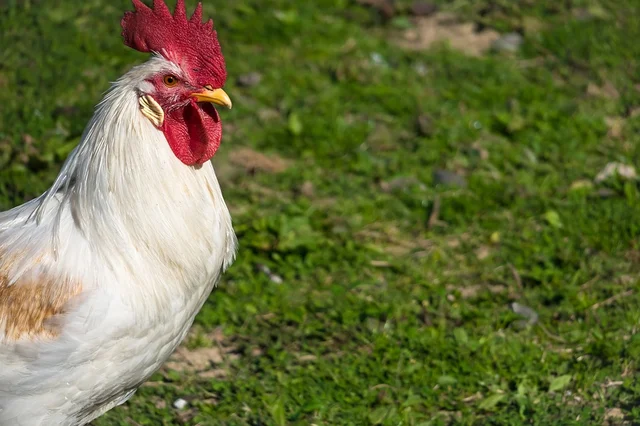 Rooster