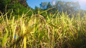 Paddy Field
