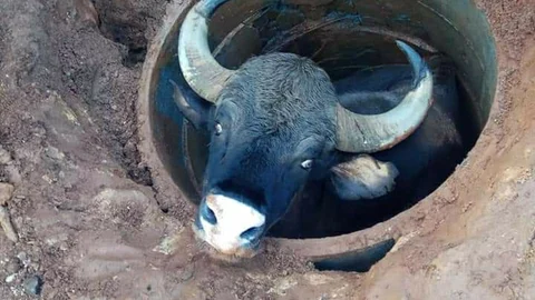 Indian Gaur