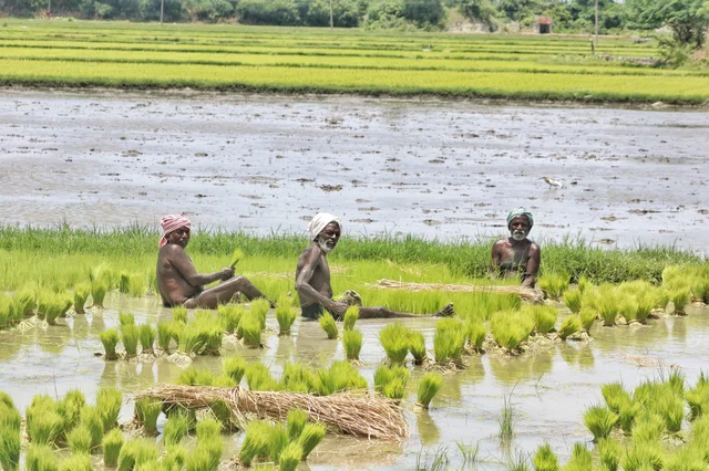 வயலில் பணிபுரியும் விவசாயிகள்