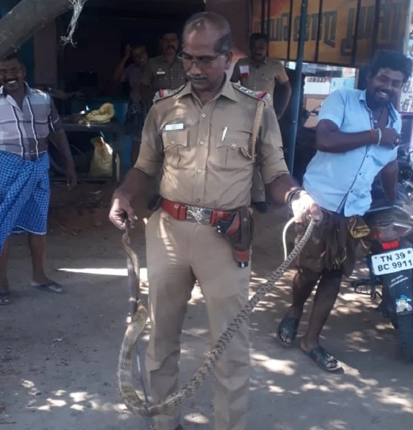 விஷப்பாம்புடன் சாம்சன்