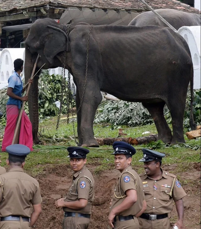 Tikkiri Elephant