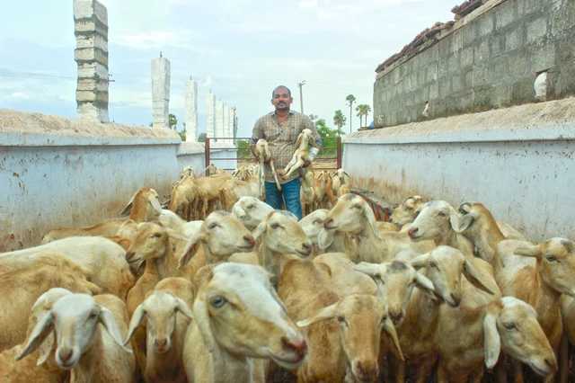 Saravana Prabhu and Goats