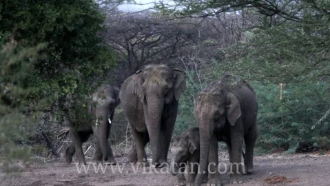 Elephant