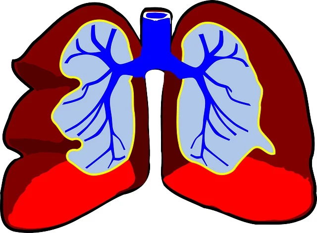 Lungs