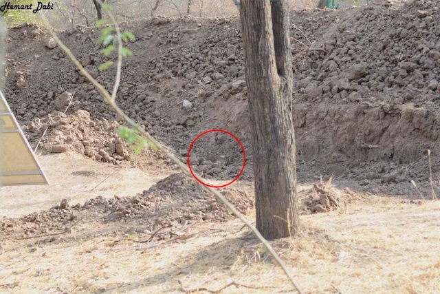 Leopard Hidden in Viral Photo