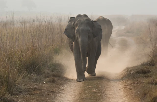Elephant