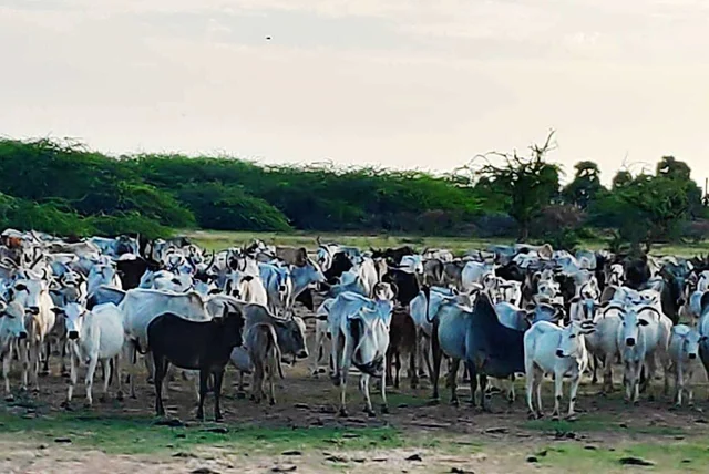 கோயில் மாடுகள்
